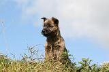 CAIRN TERRIER 506